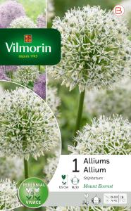Allium Mount Everest (x1)